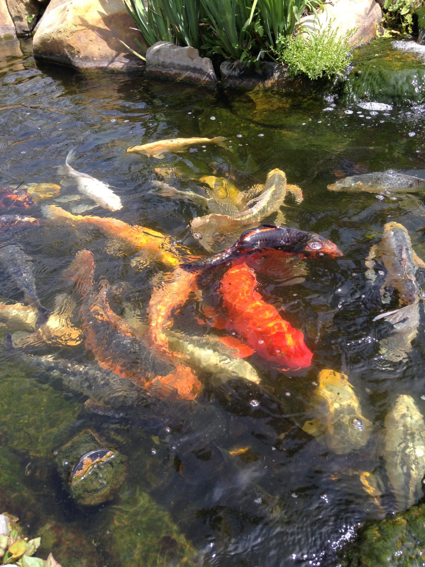Backyard Ponds